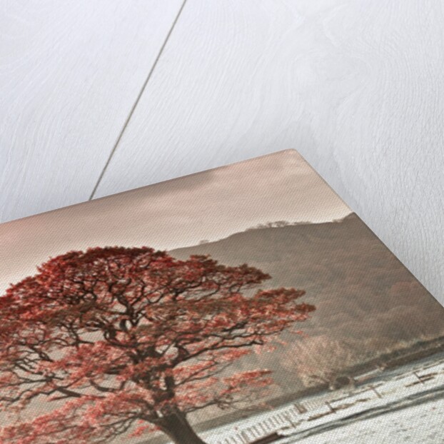 Oak tree by Assaf Frank